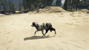 Un Border Collie in GTA V