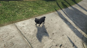 Un carlino in GTA 5