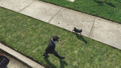 Un carlino in GTA 5