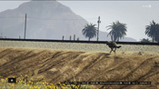 Un branco di coyote in GTA V