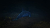 Un delfino in GTA V