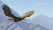 Un falco in GTA 5
