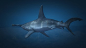Uno squalo martello in GTA V
