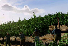 Vigneti